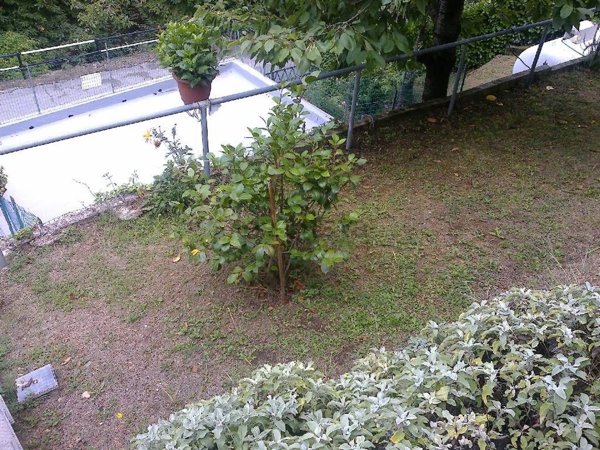 appartamento in vendita a Pescia in zona Stiappa