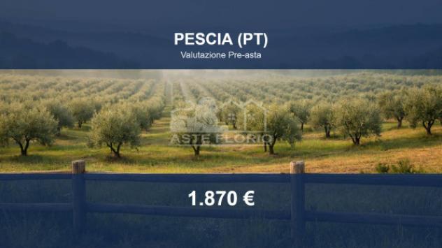 terreno agricolo in vendita a Pescia in zona Medicina