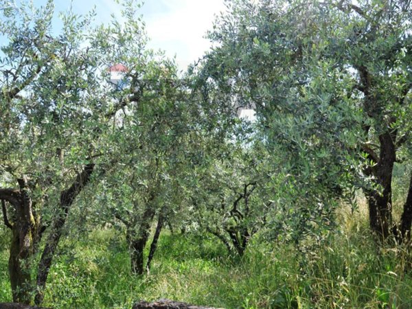 terreno agricolo in vendita a Pescia in zona Collodi