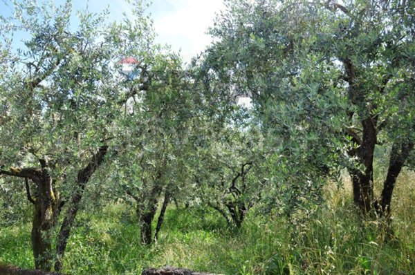 terreno agricolo in vendita a Pescia in zona Collodi