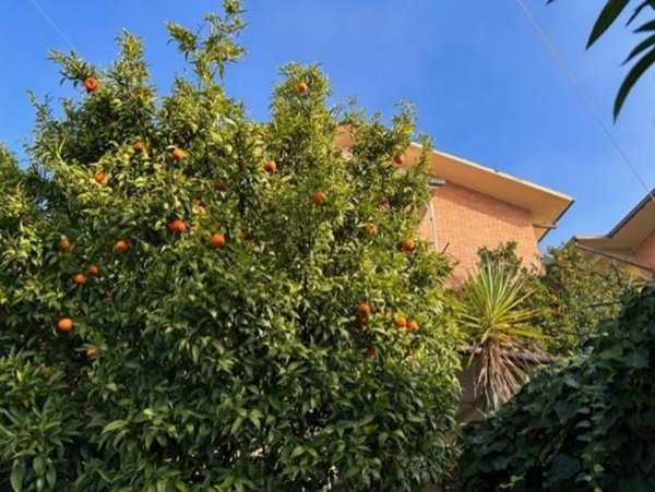 casa indipendente in vendita a Pieve a Nievole