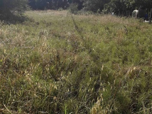 terreno agricolo in vendita a Pieve a Nievole
