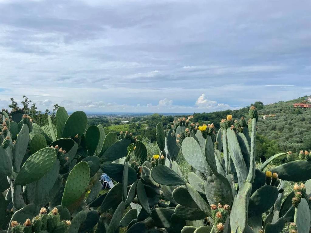 casa indipendente in vendita a Pieve a Nievole