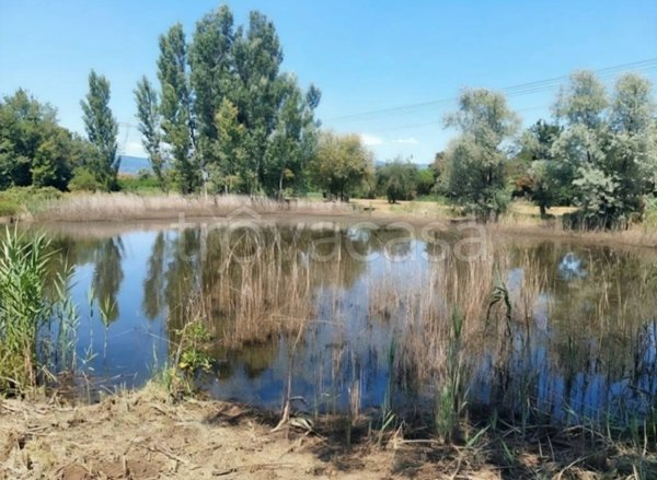 terreno agricolo in vendita a Pieve a Nievole in zona Poggetto