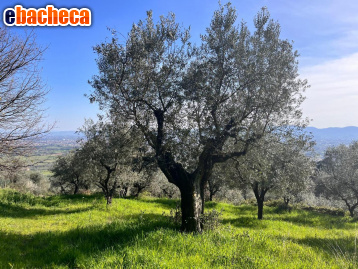 terreno agricolo in vendita a Pistoia