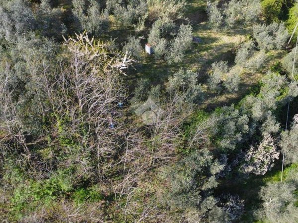 terreno agricolo in vendita a Pistoia in zona Campiglio