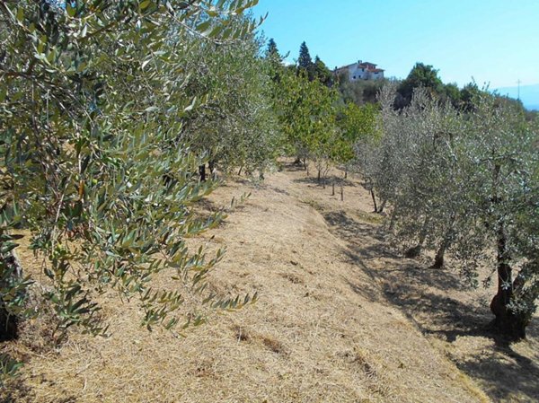 terreno agricolo in vendita a Pistoia