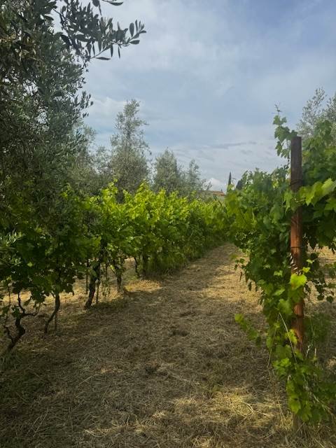 terreno agricolo in vendita a Pistoia
