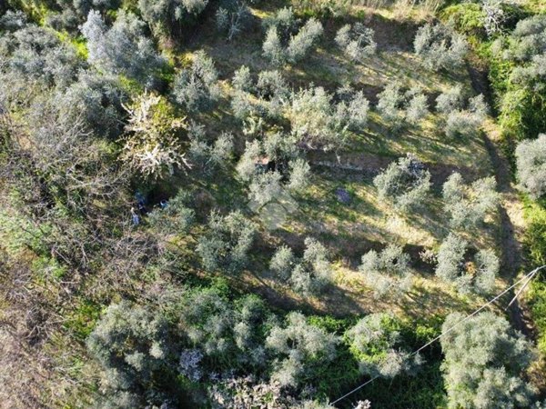 terreno agricolo in vendita a Pistoia in zona Campiglio