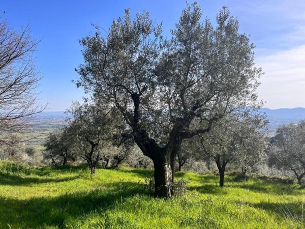 terreno agricolo in vendita a Pistoia in zona Cacciaia