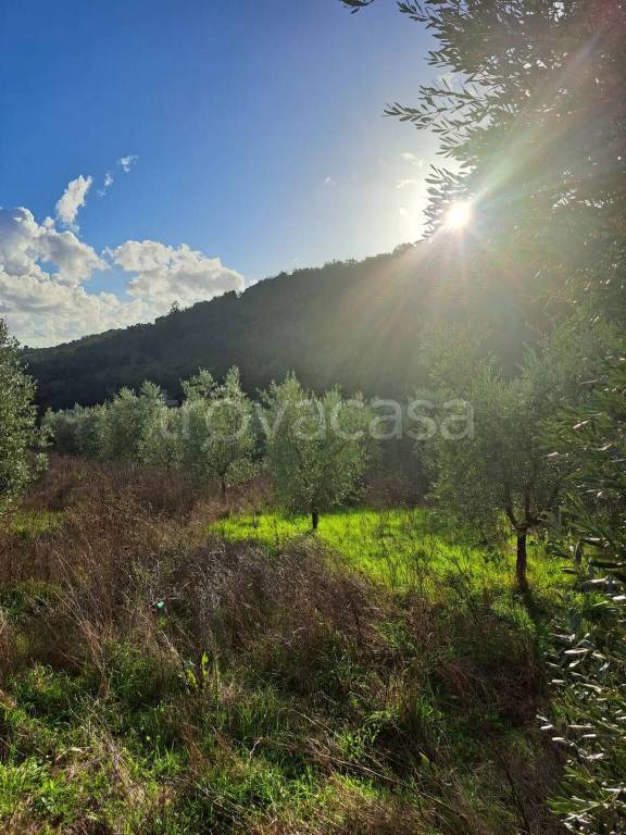 terreno agricolo in vendita a Pistoia in zona Le Grazie