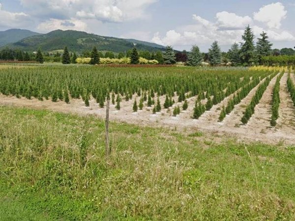 terreno agricolo in vendita a Pistoia in zona Cacciaia