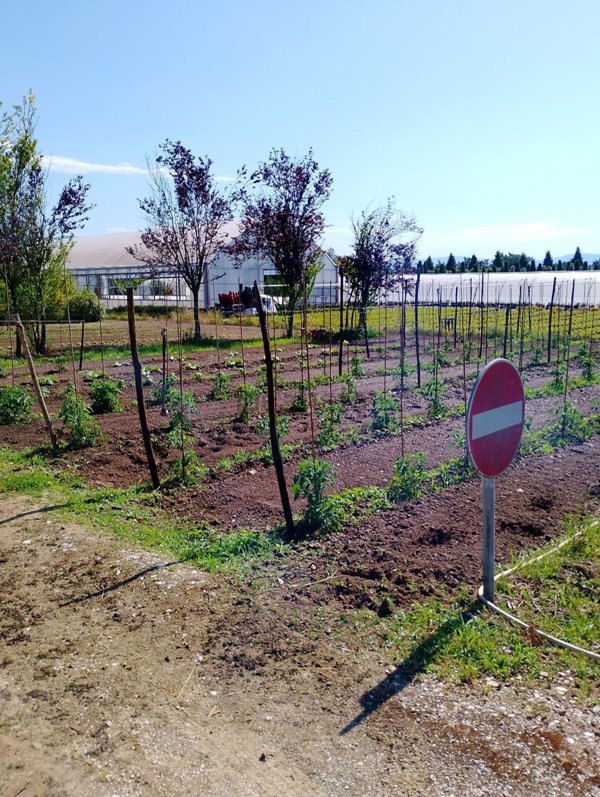azienda agricola in vendita a Pistoia