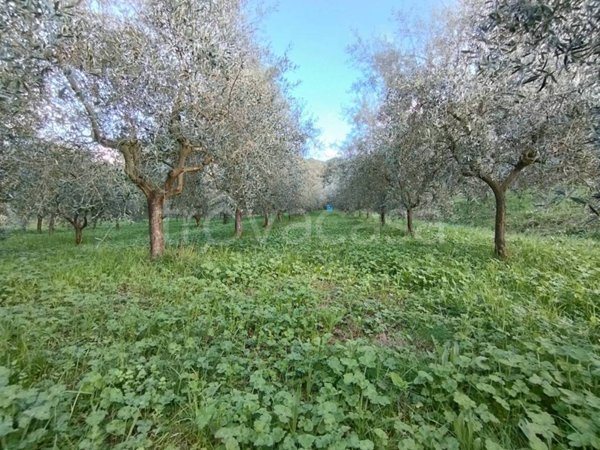 terreno agricolo in vendita a Quarrata in zona Montemagno