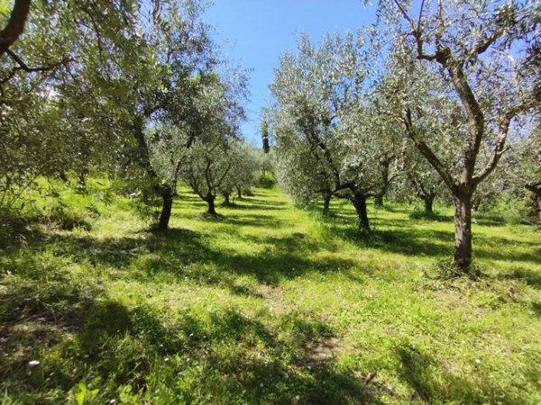 terreno agricolo in vendita a Quarrata