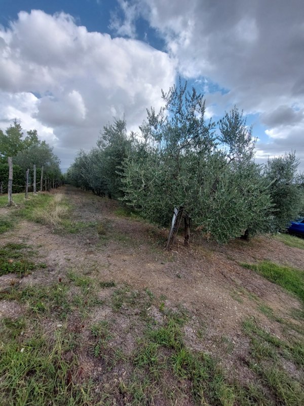 terreno agricolo in vendita a Quarrata in zona Tizzana