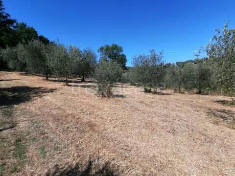 terreno agricolo in vendita a Quarrata in zona Santonuovo