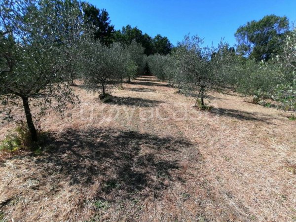 terreno agricolo in vendita a Serravalle Pistoiese in zona Casalguidi