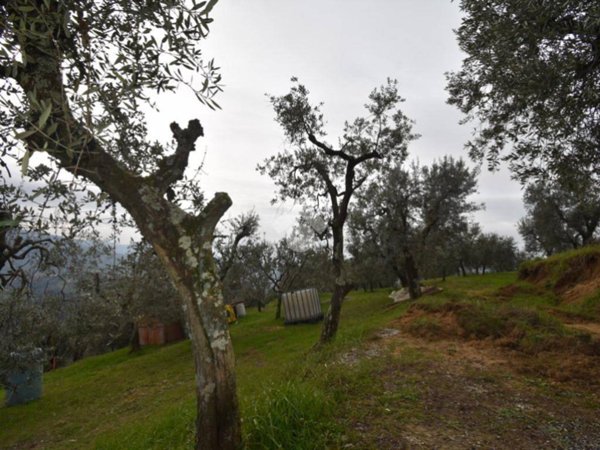 terreno agricolo in vendita a Serravalle Pistoiese in zona Castellina
