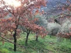 appartamento in vendita a Serravalle Pistoiese