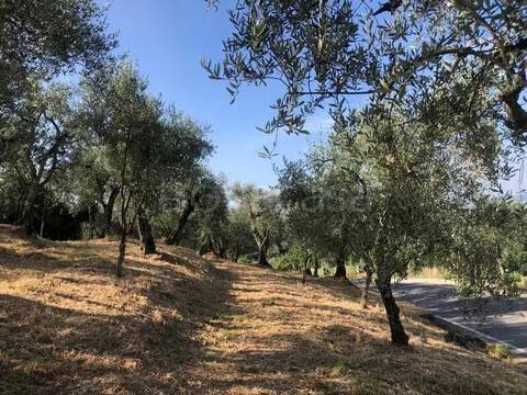 terreno agricolo in vendita ad Uzzano