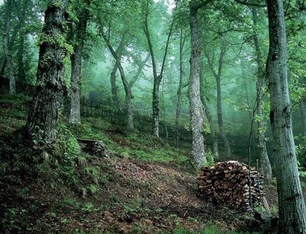 terreno agricolo in vendita ad Abetone Cutigliano in zona Cutigliano