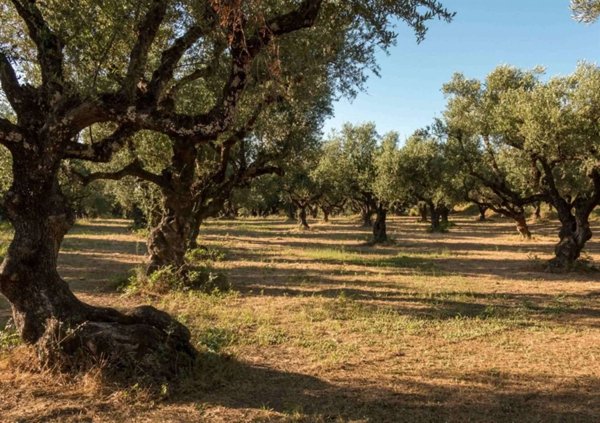 terreno agricolo in vendita a Bagno a Ripoli