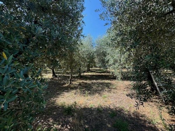 terreno agricolo in vendita a Bagno a Ripoli