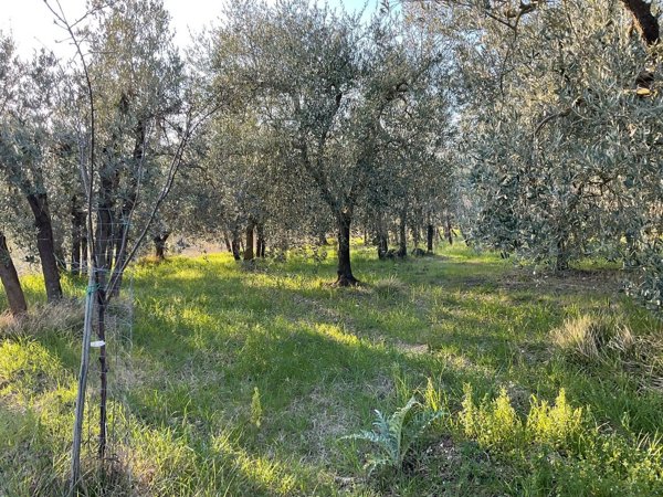 terreno agricolo in vendita a Bagno a Ripoli