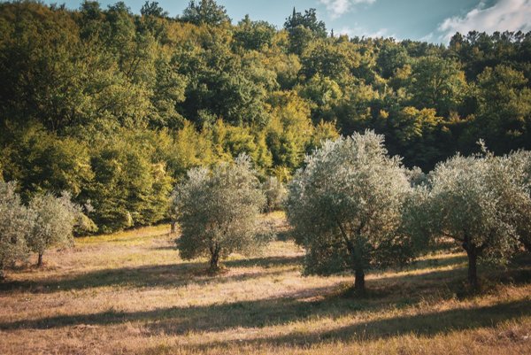 terreno in vendita a Bagno a Ripoli