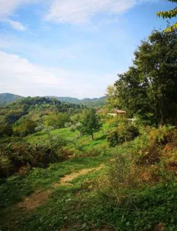 terreno agricolo in vendita a Barberino di Mugello