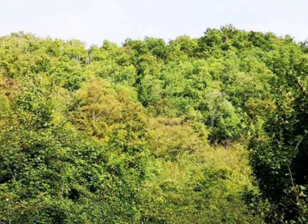 terreno agricolo in vendita a Barberino di Mugello
