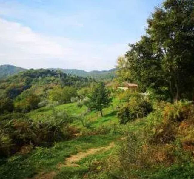 terreno agricolo in vendita a Barberino di Mugello