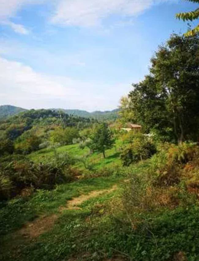 terreno agricolo in vendita a Barberino di Mugello