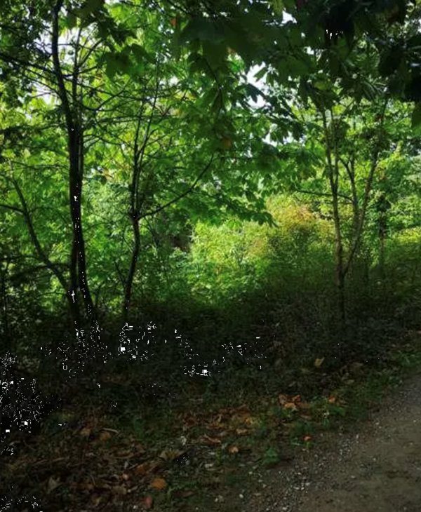 terreno agricolo in vendita a Barberino di Mugello
