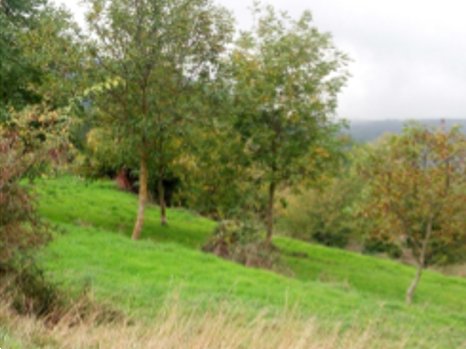 terreno agricolo in vendita a Borgo San Lorenzo in zona Montepulico