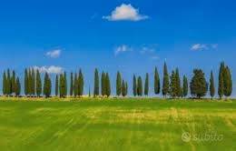 terreno agricolo in vendita a Borgo San Lorenzo