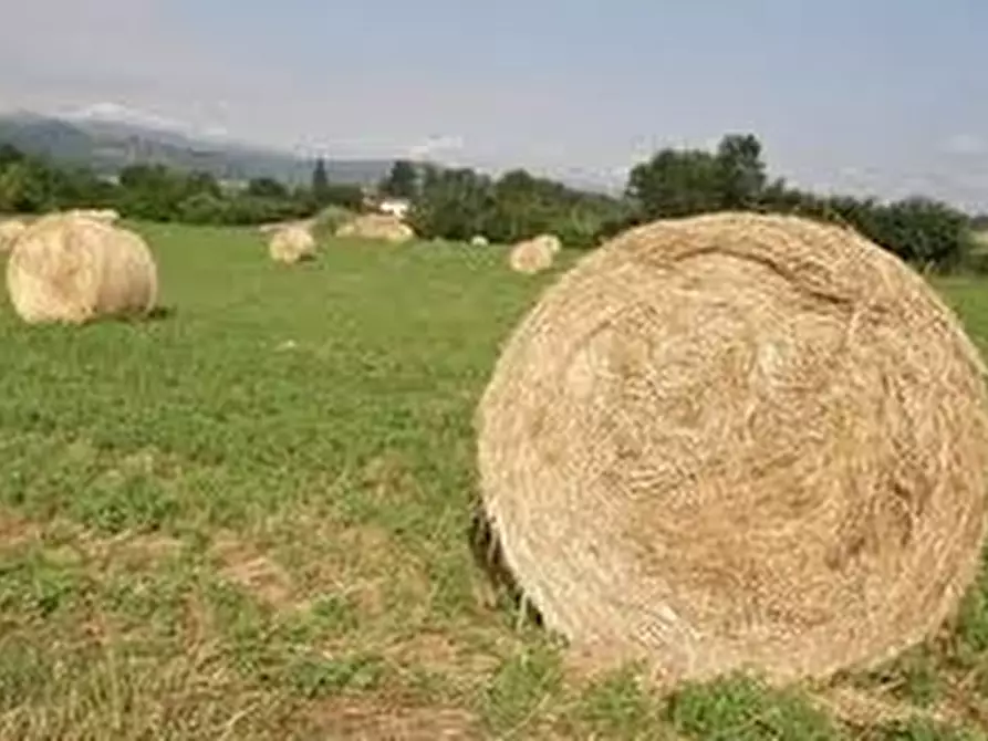 terreno agricolo in vendita a Borgo San Lorenzo
