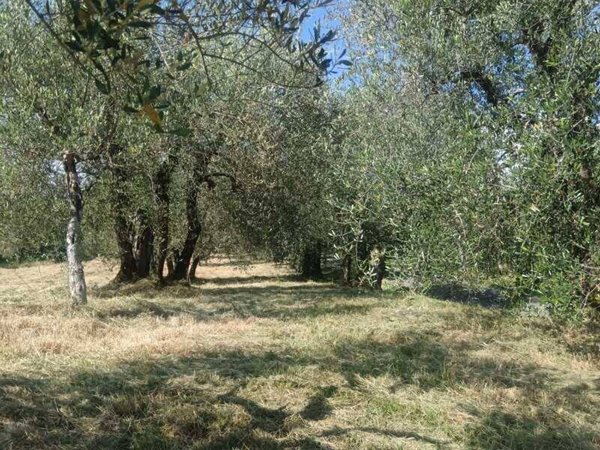 terreno agricolo in vendita a Borgo San Lorenzo