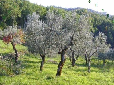 appartamento in vendita a Borgo San Lorenzo in zona Grezzano