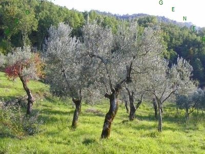 terreno agricolo in vendita a Borgo San Lorenzo