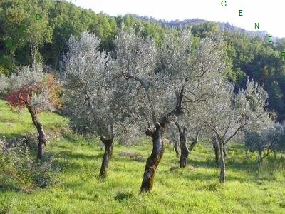 terreno agricolo in vendita a Borgo San Lorenzo in zona Grezzano