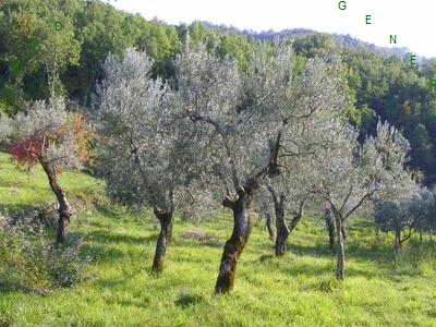 terreno agricolo in vendita a Borgo San Lorenzo