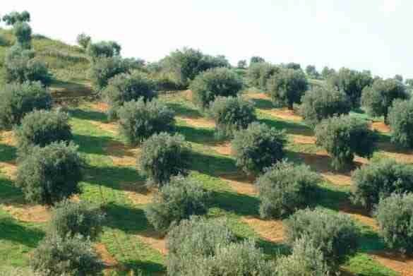 terreno agricolo in vendita a Borgo San Lorenzo