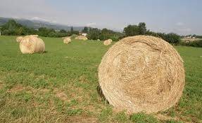 terreno agricolo in vendita a Borgo San Lorenzo