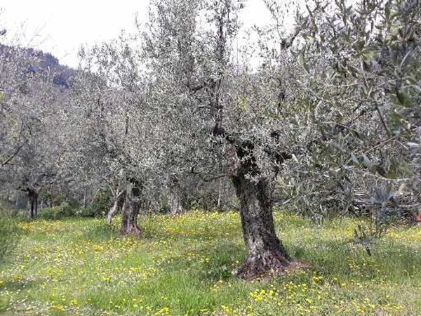 terreno edificabile in vendita a Calenzano in zona Baroncoli
