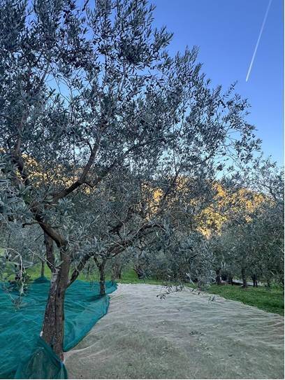 terreno agricolo in vendita a Calenzano in zona Secciano