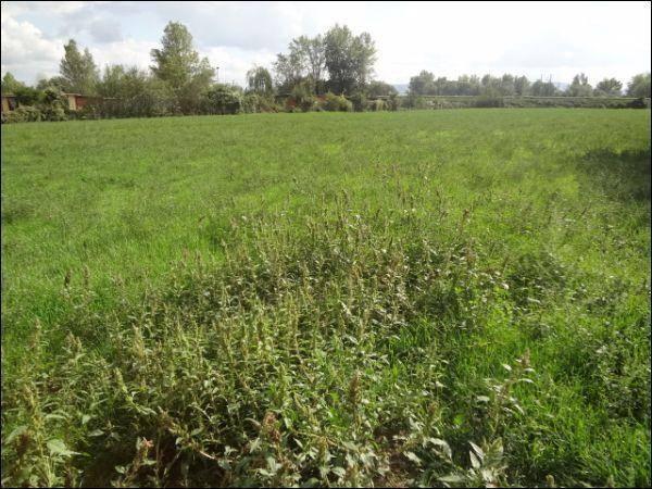 terreno agricolo in vendita a Campi Bisenzio in zona San Donnino