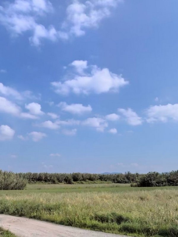 terreno agricolo in vendita a Campi Bisenzio