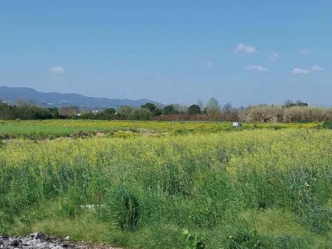 terreno agricolo in vendita a Campi Bisenzio